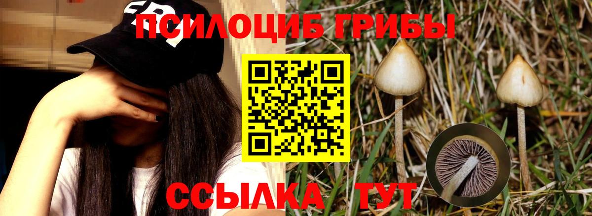 что такое   Вход с VPN  Северск  Галлюциногенные грибы Psilocybine cubensis 